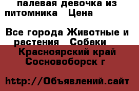 палевая девочка из питомника › Цена ­ 40 000 - Все города Животные и растения » Собаки   . Красноярский край,Сосновоборск г.